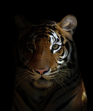 Black Tiger Pictures | Download Free Images on Unsplash
