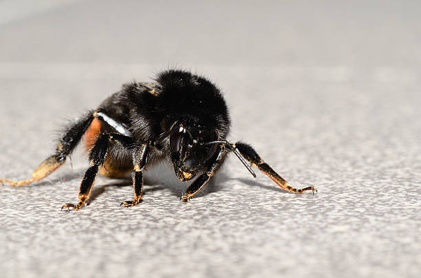Bumblebee Insect Pollination - Free photo on Pixabay
