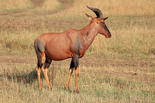 antílope topi - masai mara national reserve masai mara topi antelope fotografías e imágenes de stock