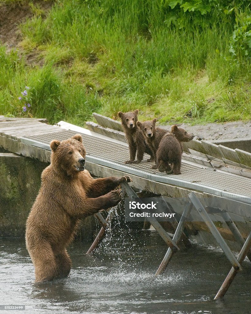 Sow y Alaska Brown Bear Cubs - Foto de stock de Alaska - Estado de los EE. UU. libre de derechos