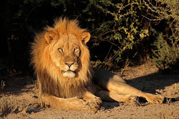 istock Big male African lion 515223857