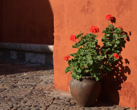 The intense colors of the Monastery are really astonishing, and this red geranium vase added a hint of elegance. I couldn't prevent shooting this corner.