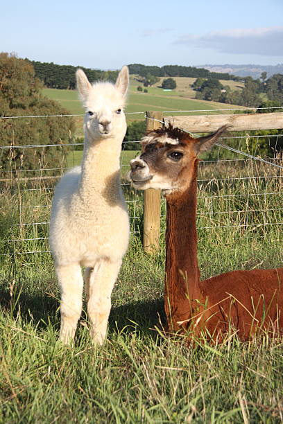 istock Mother alpaca with cria 515224273