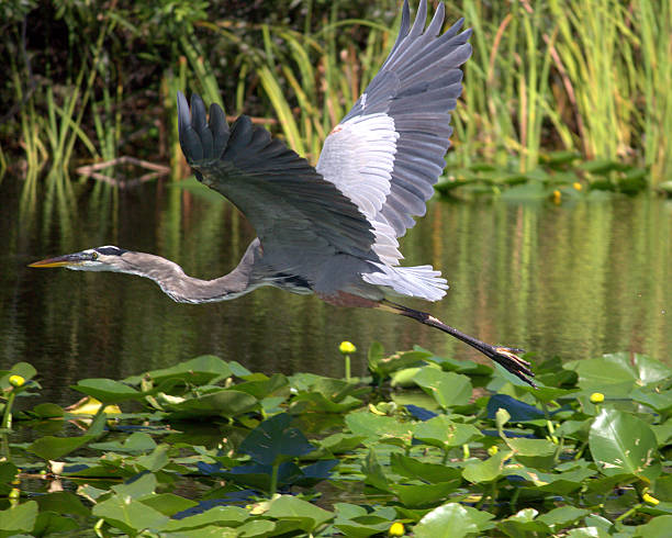 istock Great Blue Herron Flying Over Lilypads, Florida Everglades 515224277