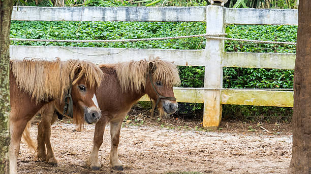 istock Lovely Brown Pony Couple Stand Together under The Big Tree 515224328