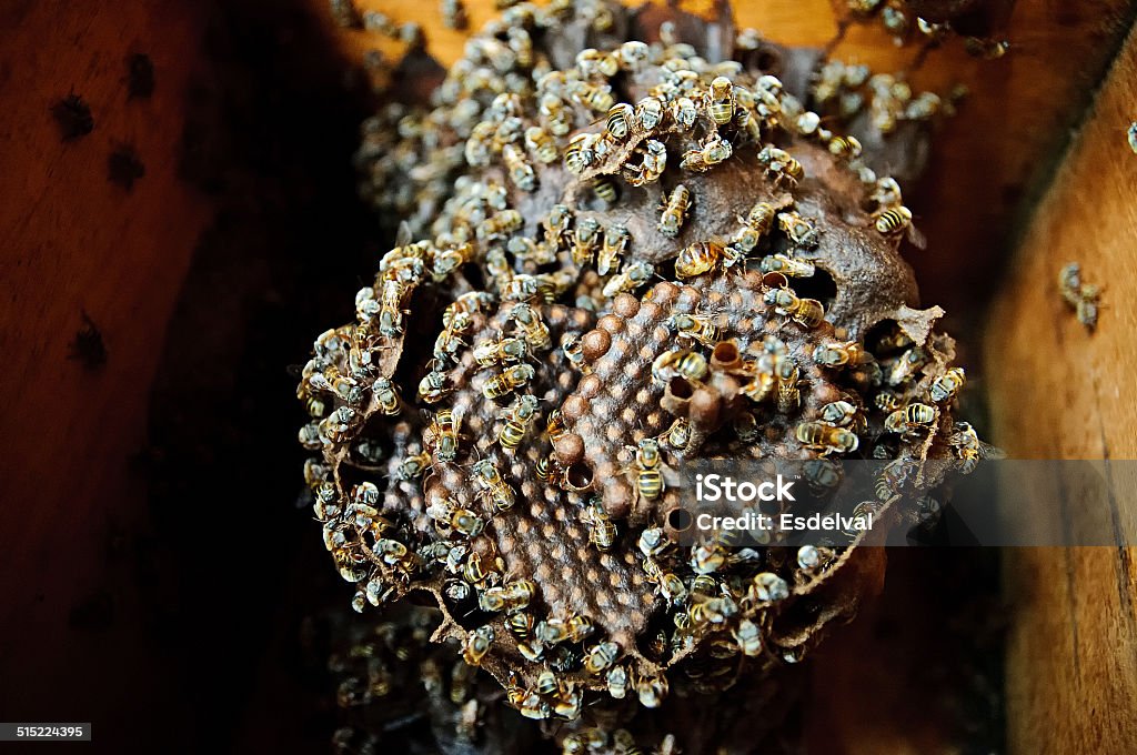 Mayan honeybee with queen Melliponae honeybee from Yucatan Mexico. A beehive with queen Yucatan Stock Photo