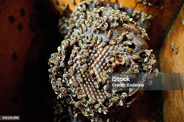 Mayan Honeybee With Queen Stock Photo - Download Image Now - Yucatan, Bee, Honey