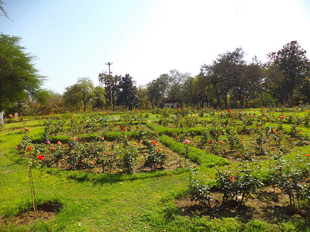 istock Roses in Buddha Garden 515224400