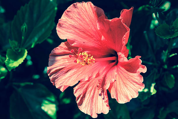 Hibiscus flower stock photo