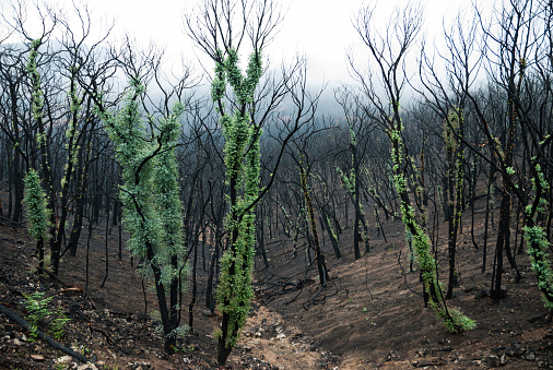 2009 black saturday bush fires burnt down forest regrowth