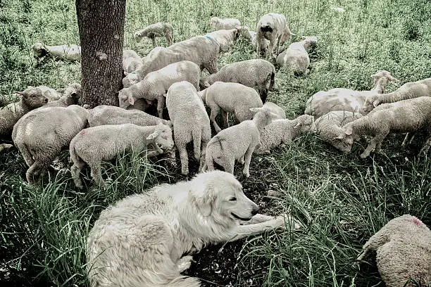 Photo of Sheepdog and his herd