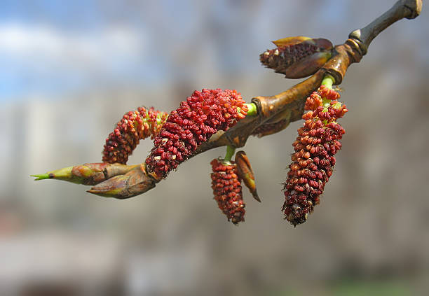 close -up of red poplar catkins - aments ストックフォトと画像