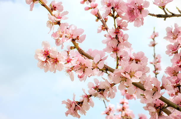istock Closeup of a blooming almond branch 515225486