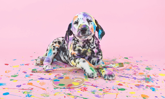 Silly Dalmatian puppy that is smiling about her art work, on a pink background.