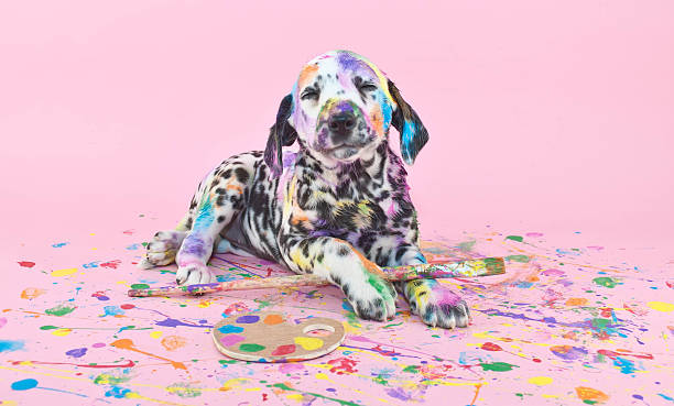 Happy Trees!!! Silly Dalmatian puppy that is smiling about her art work, on a pink background. dalmatian dog photos stock pictures, royalty-free photos & images