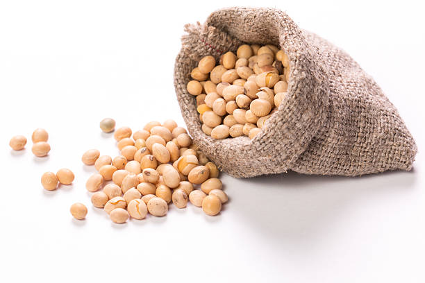 istock Soy beans,healthy food 515225750