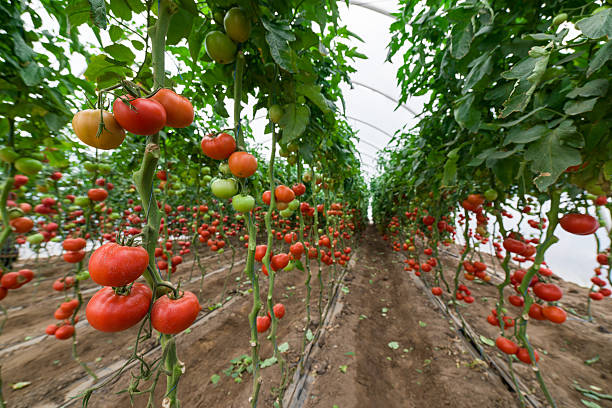 istock Tomatoes  in a greenhouse 515225967