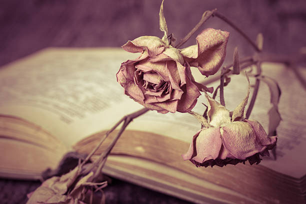istock Old opened book and dry flower - romantic composition 515226092