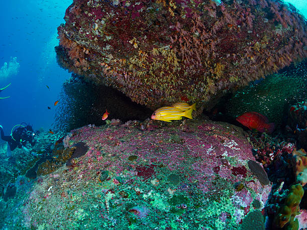 istock blue-stripe snappers and coral grouper 515226106