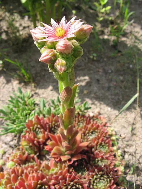  flower, named Sempervivum montanum, in the garden
