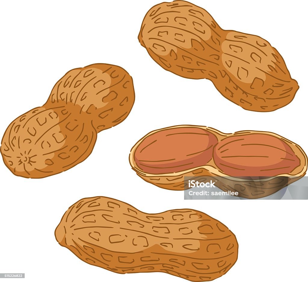 Hand Drawn Peanuts Hand drawn vector illustration of peanuts. Peanut - Food stock vector