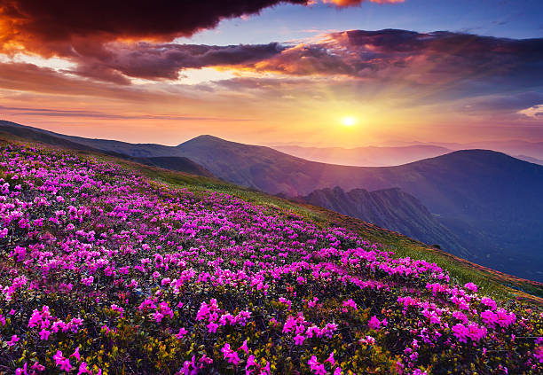 flower Magic pink rhododendron flowers on summer mountain. Dramatic overcast sky. Carpathian, Ukraine, Europe. Beauty world. beauty in nature stock pictures, royalty-free photos & images