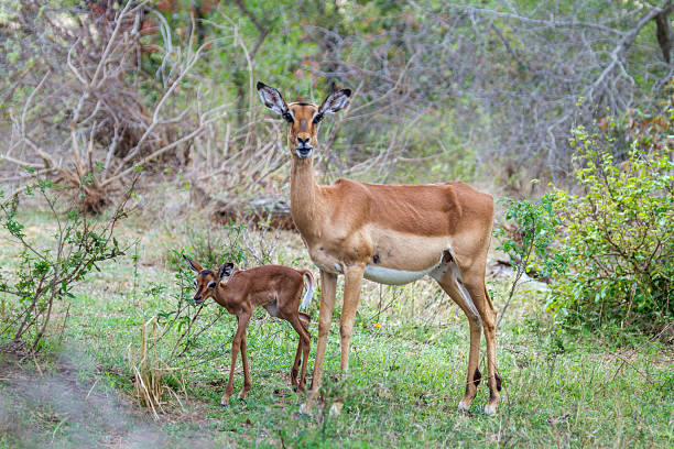 istock Impala in Kruger National park, South Africa 515229172