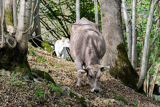 istock Cow grazing grass in the forest 515229660