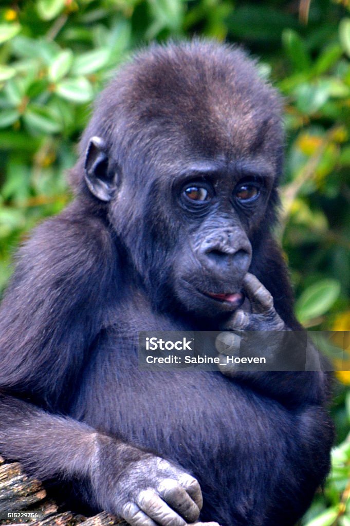 Sweet baby gorilla Sweet, fulnerable baby gorilla Picking Nose Stock Photo