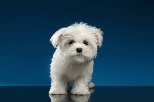 istock Cute Pure White Maltese Puppy Standing, Curiously Looking in Camera 515230406
