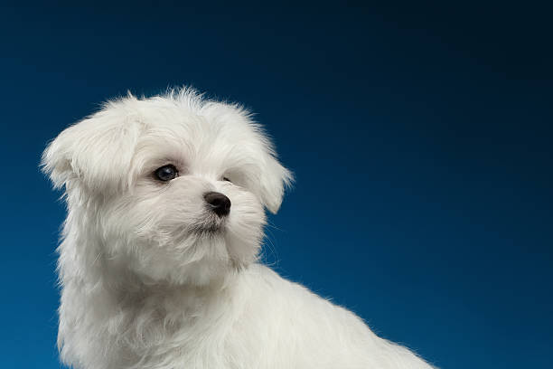 istock Closeup Cute White Maltese Puppy with Pity Face Looking Back 515230576