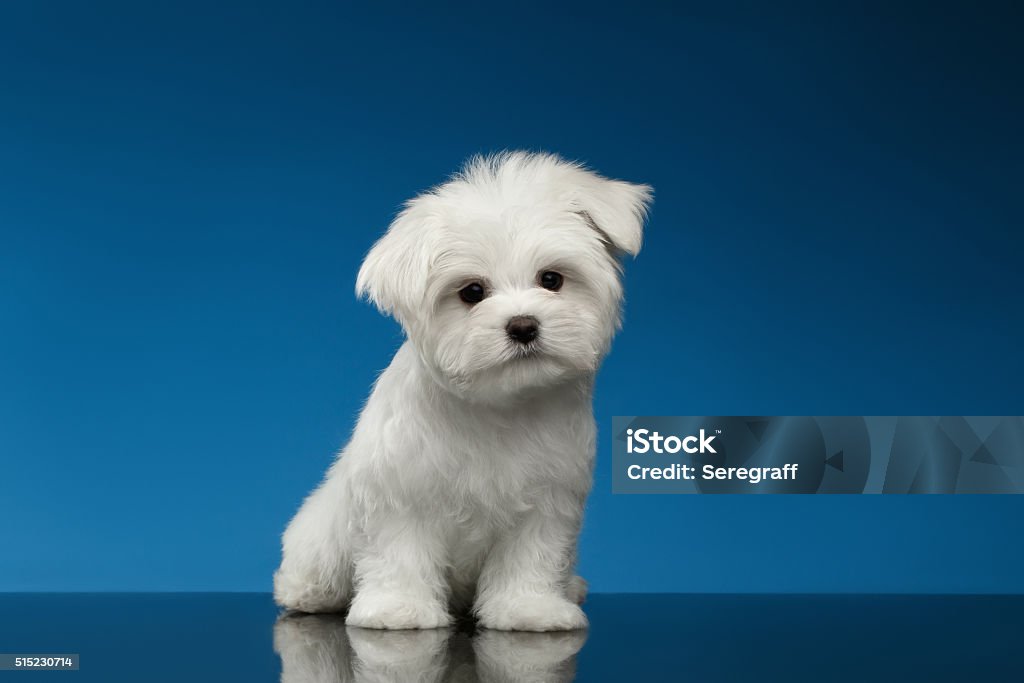 Maltés blanco lindo cachorro y curioso que se encuentra en la cámara - Foto de stock de Perro libre de derechos