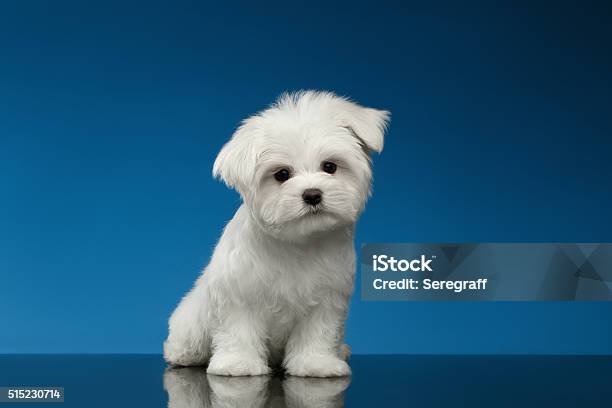 Maltés Blanco Lindo Cachorro Y Curioso Que Se Encuentra En La Cámara Foto de stock y más banco de imágenes de Perro