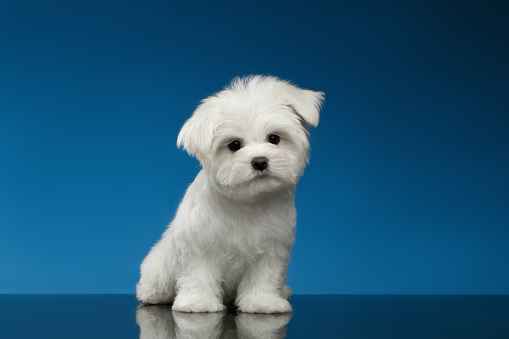 Cute White Maltese Puppy Sits and Curiously Looking in Camera isolated on blue background