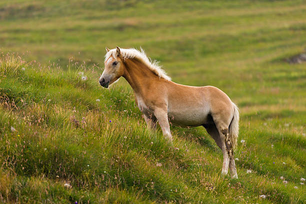 istock Palomino horse grazing 515230802