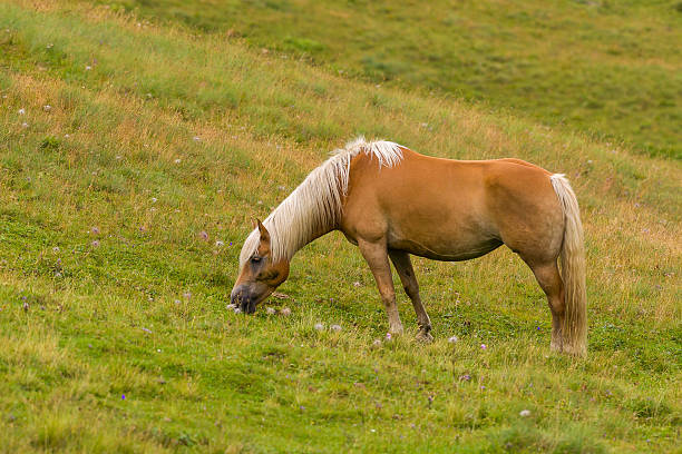 Haflinger horse on the iconic outdoors mountain landscape on the Dolomites