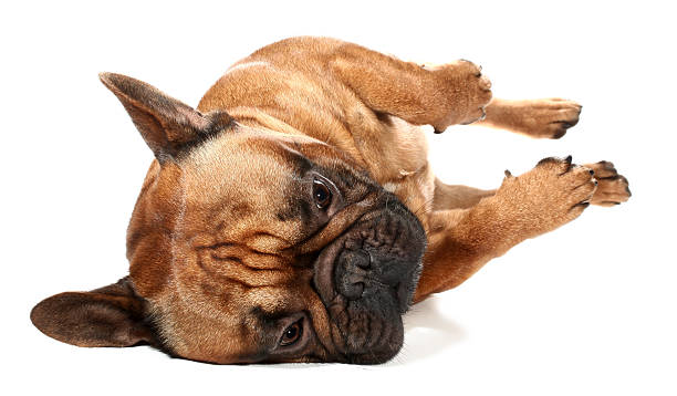 istock French Bulldog is lying thoughtful 515231150