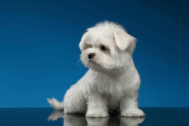 istock Cute White Maltese Puppy Sits and Looking left isolated,blue 515231204