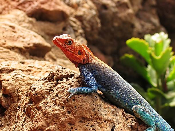 istock the close-up for a chameleon in Kenya 515231402