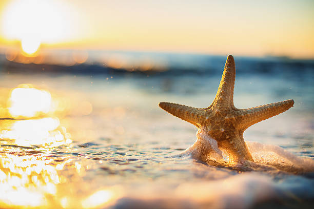 stella di mare sulla spiaggia all'alba - stella di mare foto e immagini stock