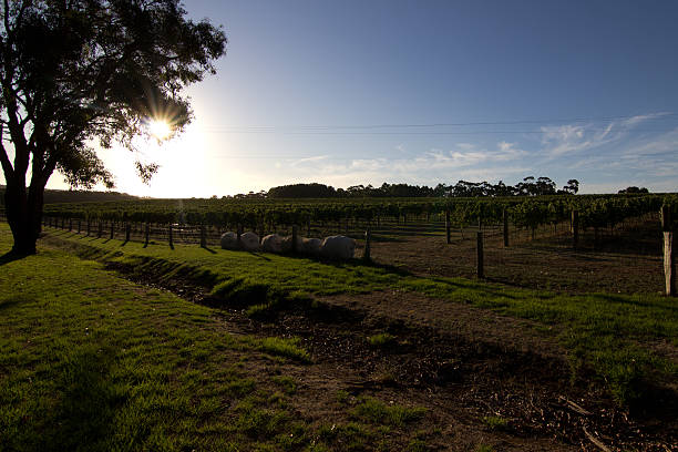 istock Vineyard, Margaret River, Western Australia 515231892