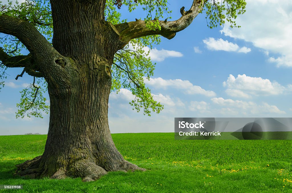 single old oak at meadow single very old oak - called kalte Eiche (cold oak) located in Gera, Germany. 450 years old. Outline size 6,30m. Photo taken in may.  Tree Trunk Stock Photo