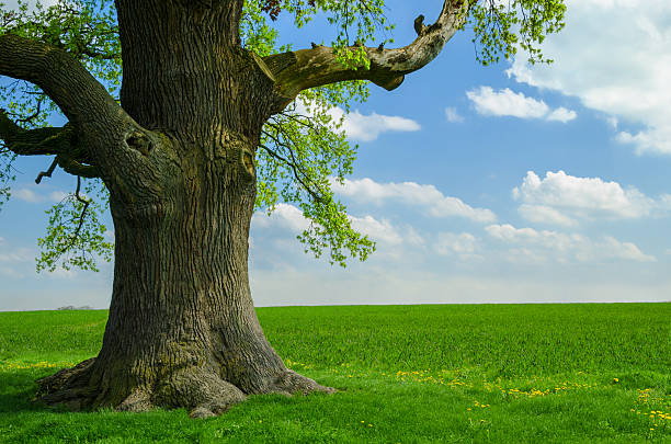 single old oak at meadow single very old oak - called kalte Eiche (cold oak) located in Gera, Germany. 450 years old. Outline size 6,30m. Photo taken in may.  tree trunk stock pictures, royalty-free photos & images