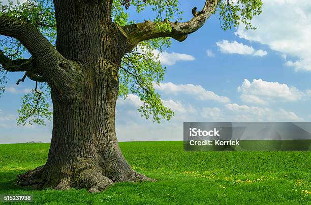 Single Old Oak At Meadow Stock Photo - Download Image Now - Tree Trunk, Tree, Large