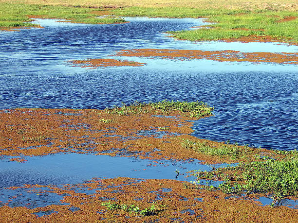 istock the swamps and prairie in Kenya 515231990