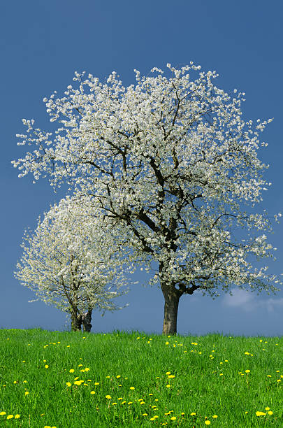 Wonderfully blooming cherry trees in Franconian Switzerland near Kirchehrenbach on a sunny spring day