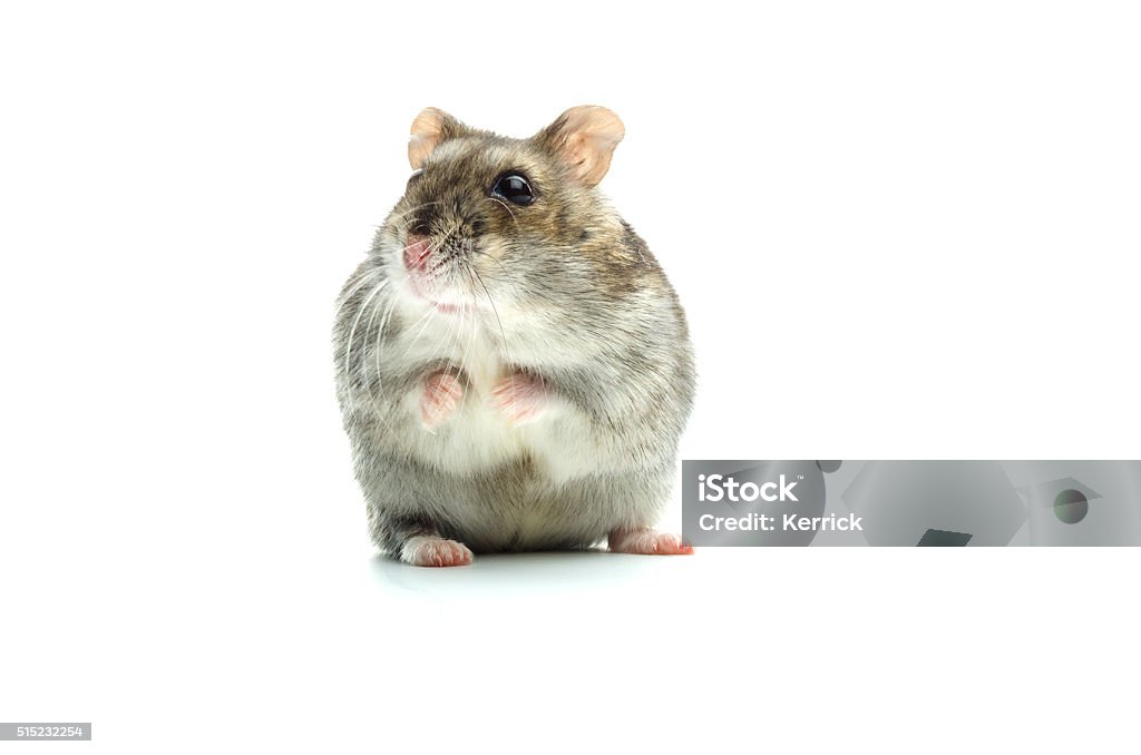 astounded djungarian hamster Hamster Stock Photo