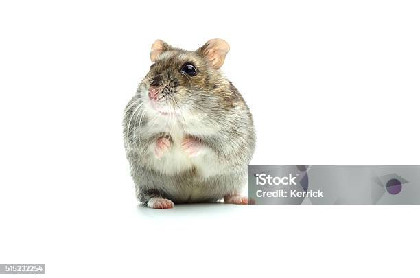 Astounded Djungarian Hamster Stock Photo - Download Image Now - Hamster, White Background, Cut Out