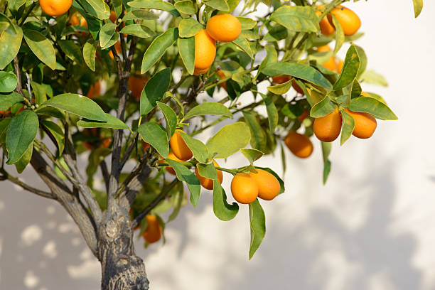 Ripe Kumquat Fruit on Small Tree Small Kumquat tree growing in a pot on a garden terrace, laden with ripe fruit. kumquat stock pictures, royalty-free photos & images