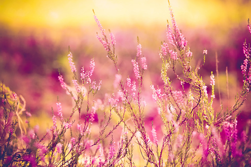 Close up of purple heather